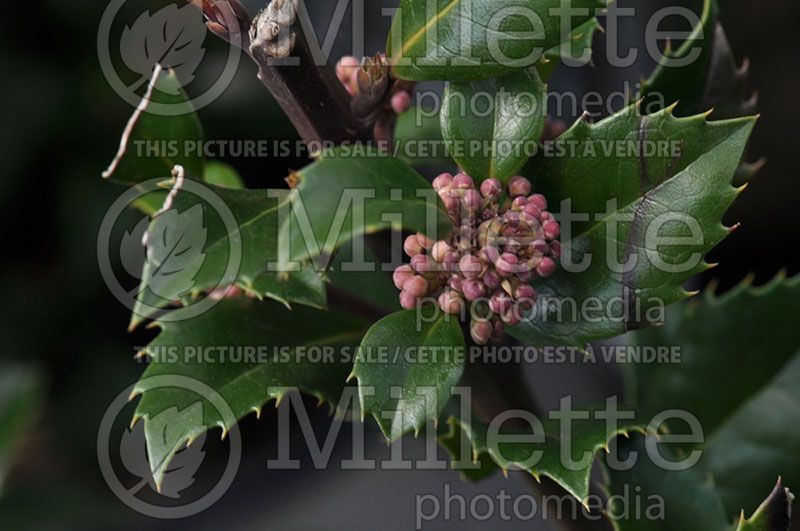 Ilex Heckenstar (Holly Buxus)  2