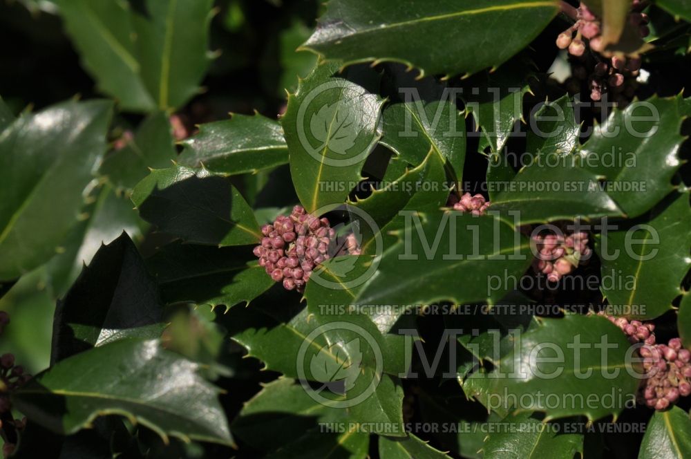 Ilex Heckenstar (Holly Buxus)  1