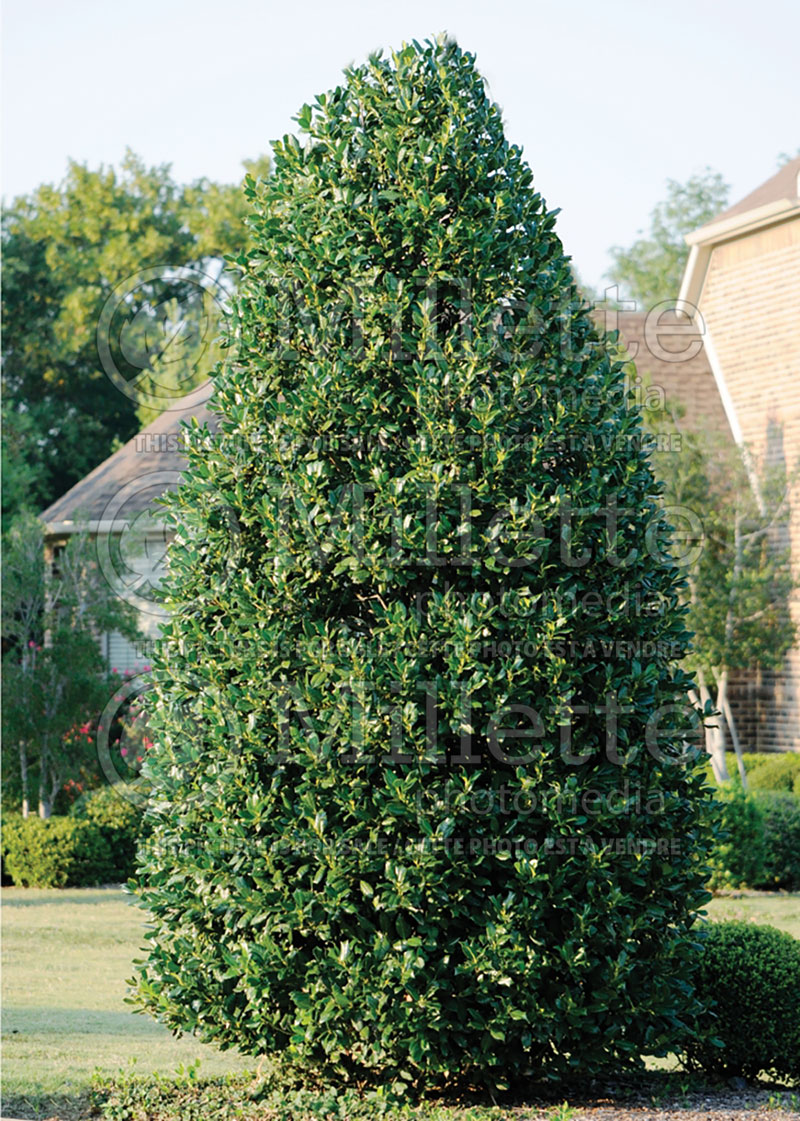 Ilex Nellie R Stevens (Holly - Houx) 1