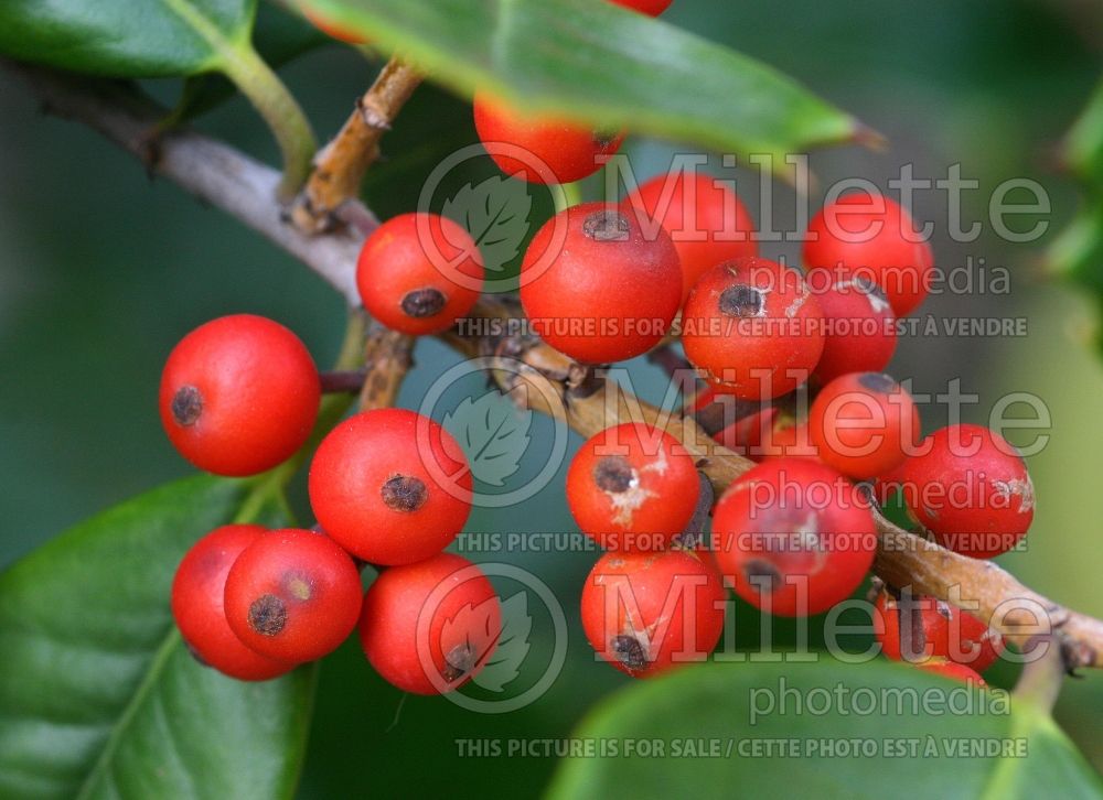 Ilex Old Heavy Berry (American Holly) 1
