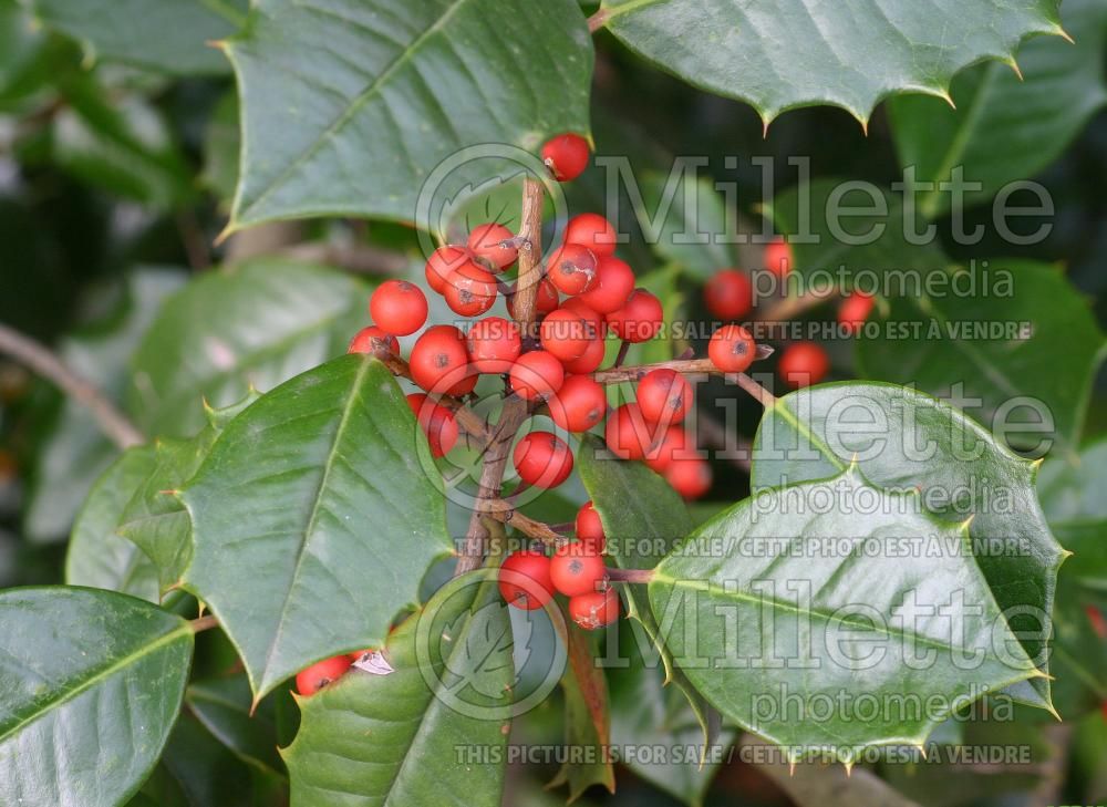 Ilex Old Heavy Berry (American Holly) 3