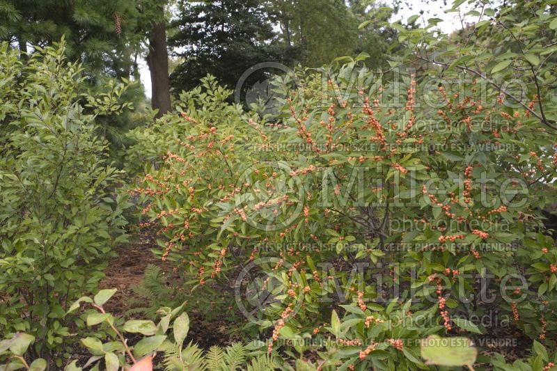 Ilex Berry Nice or Spriber (Winterberry Holly) 5