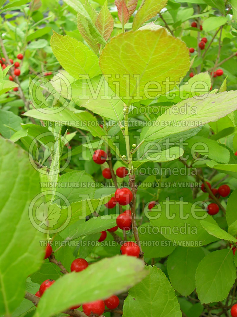 Ilex Berry Nice or Spriber (Winterberry Holly) 3