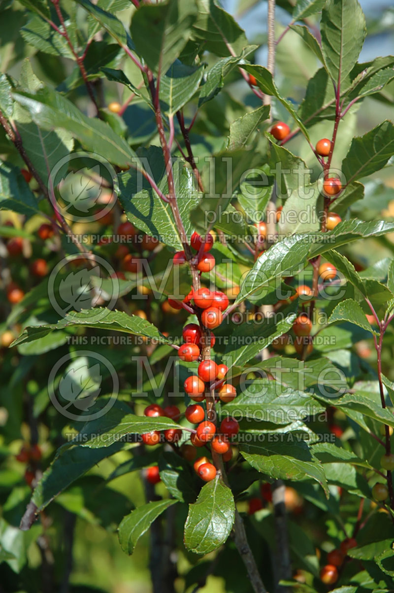 Ilex Berry Nice or Spriber (Winterberry Holly) 4