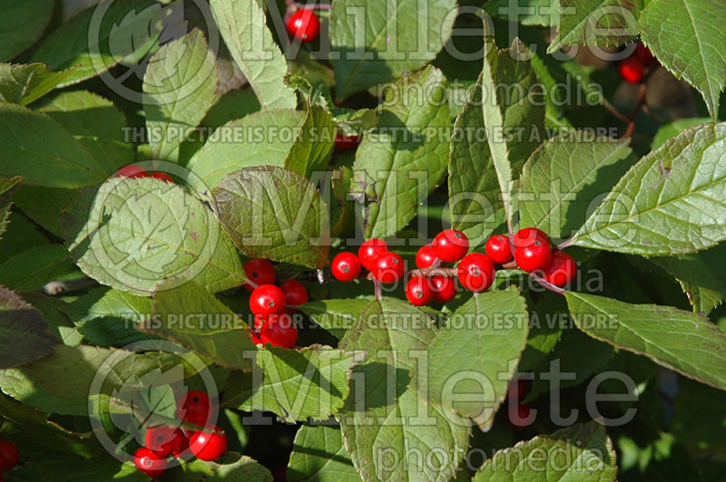 Ilex Berry Nice or Spriber (Winterberry Holly) 1