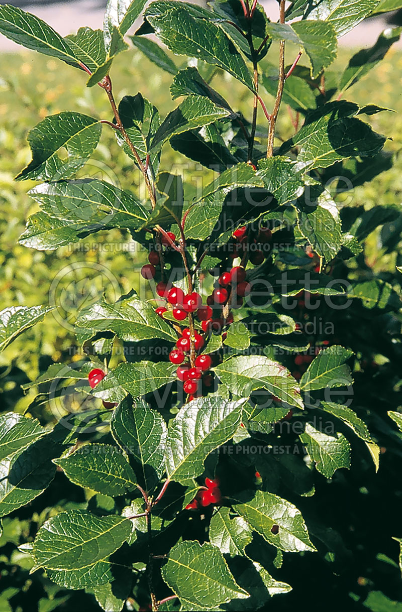 Ilex Cacapon (Holly) 1 