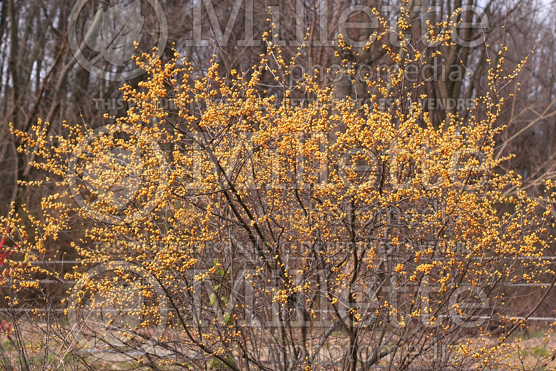 Ilex Chrysocarpa (Holly) 1 