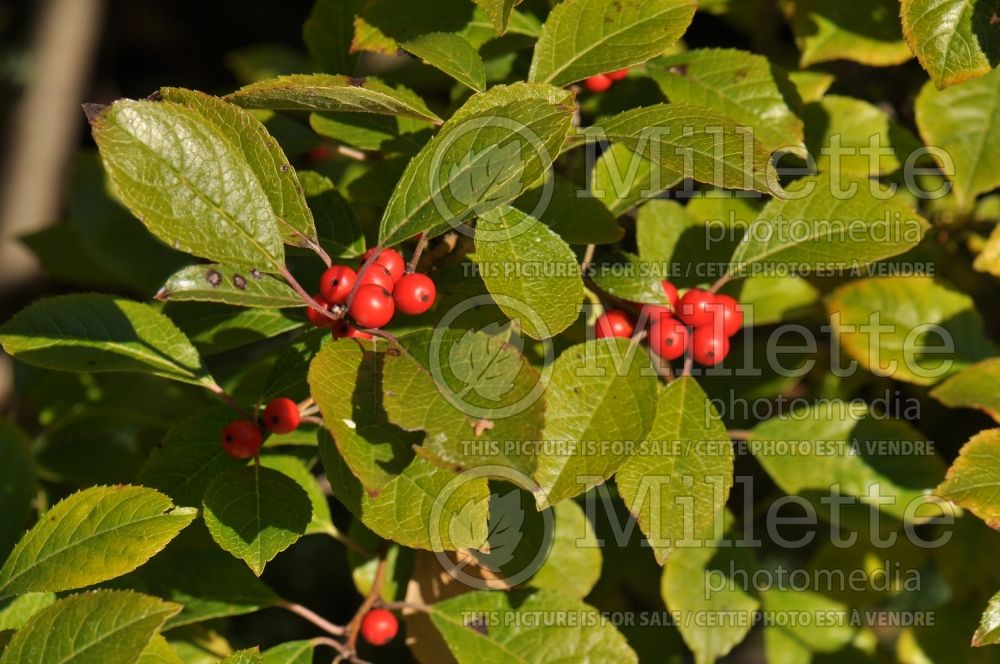 Ilex Jim Dandy (Winterberry) 2 