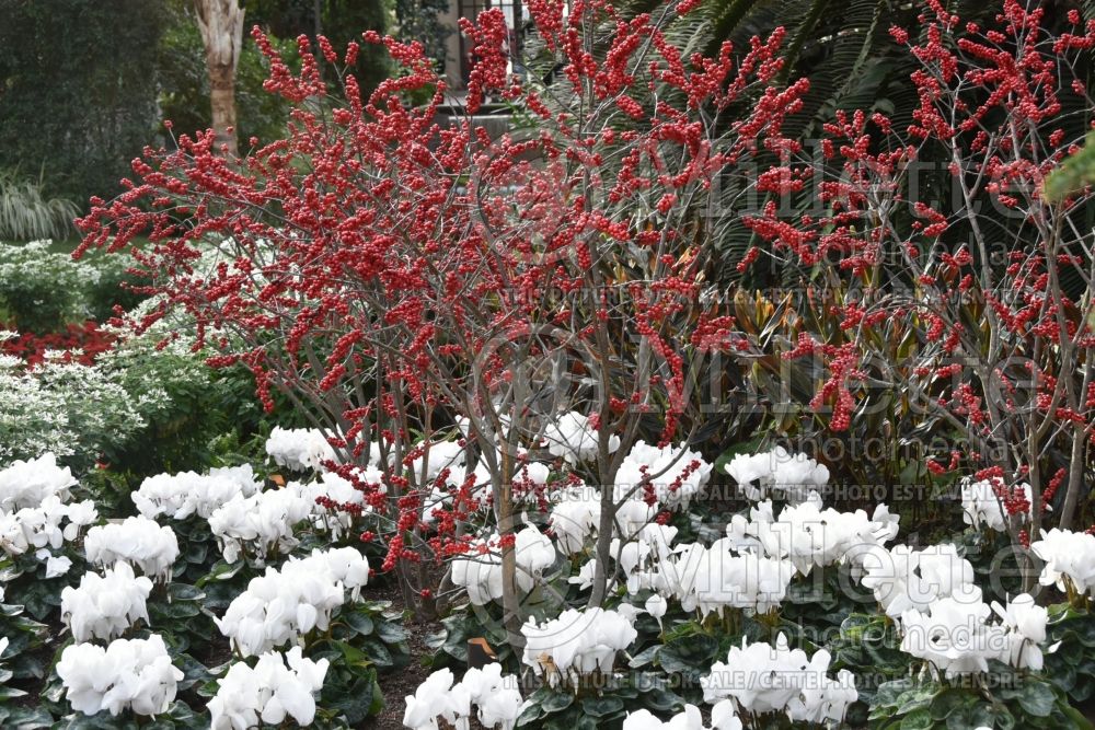 Ilex verticillata Maryland Beauty (Winterberry Holly) 1