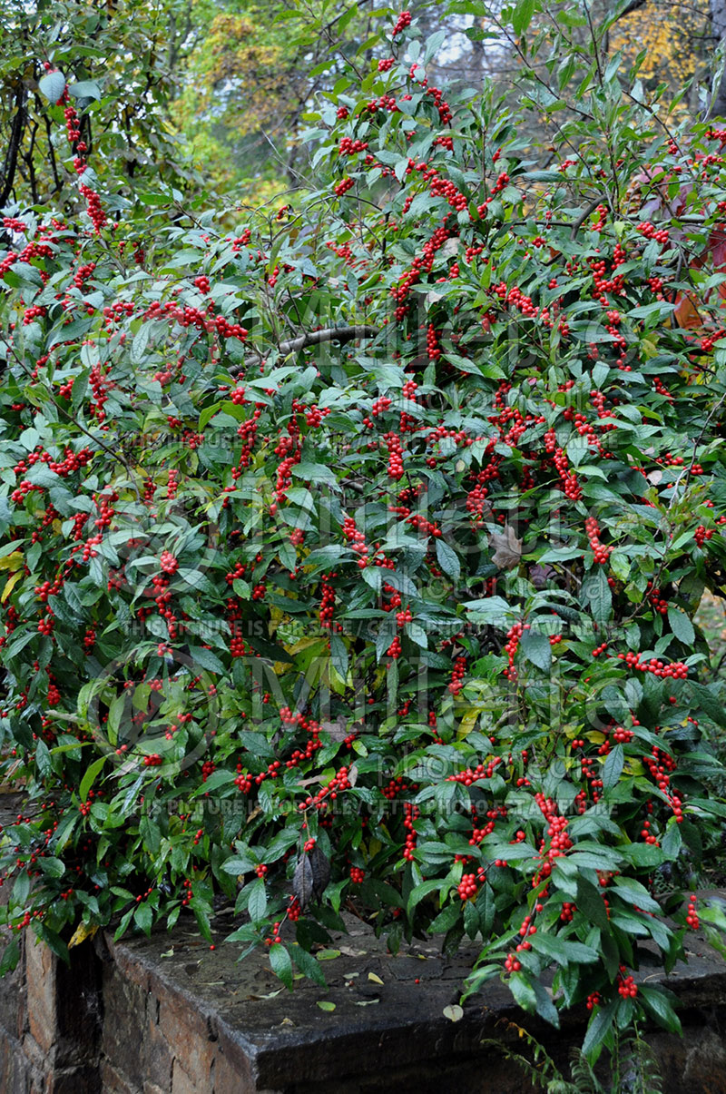 Ilex verticillata (Winterberry) 3