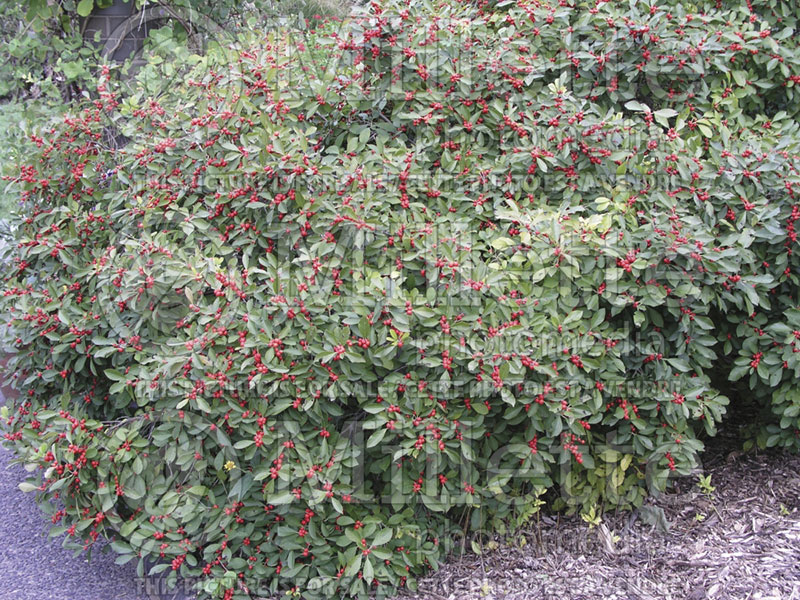 Ilex Red Sprite or Nana (Holly) 3 