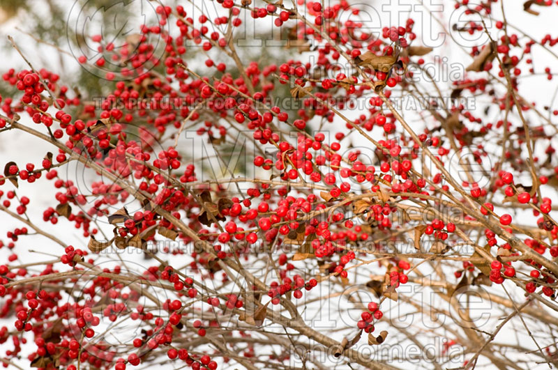 Ilex Red Sprite or Nana (Holly) 4 