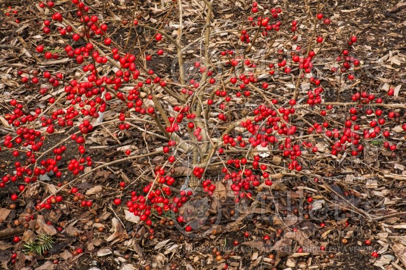 Ilex Red Sprite or Nana (Holly) 15 