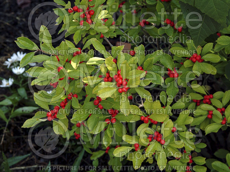 Ilex Red Sprite or Nana (Holly) 9 