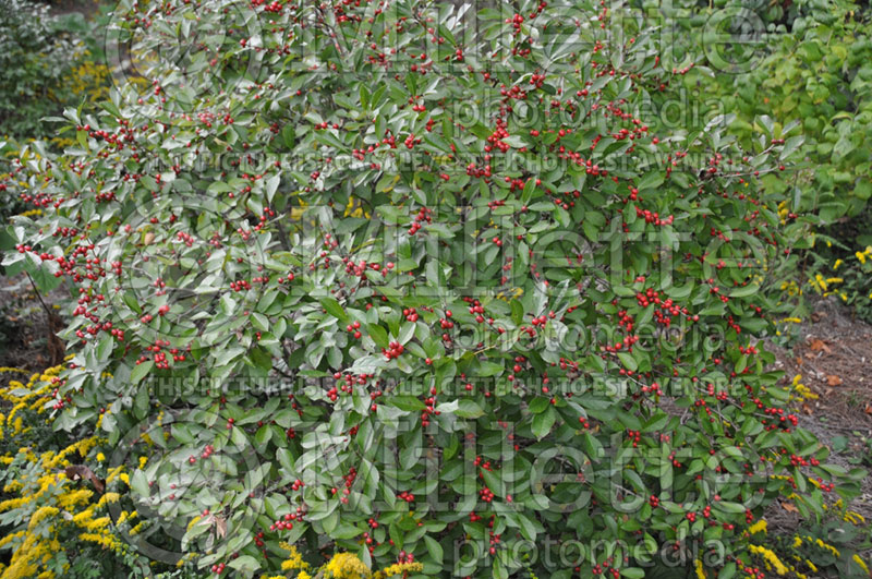 Ilex Red Sprite or Nana (Holly) 2 