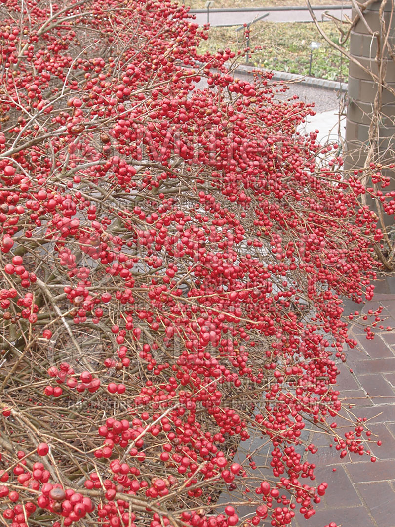 Ilex Red Sprite or Nana (Holly) 8 