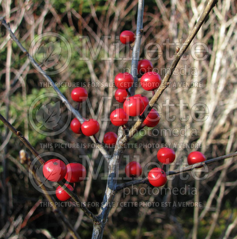 Ilex verticillata (Winterberry) 2