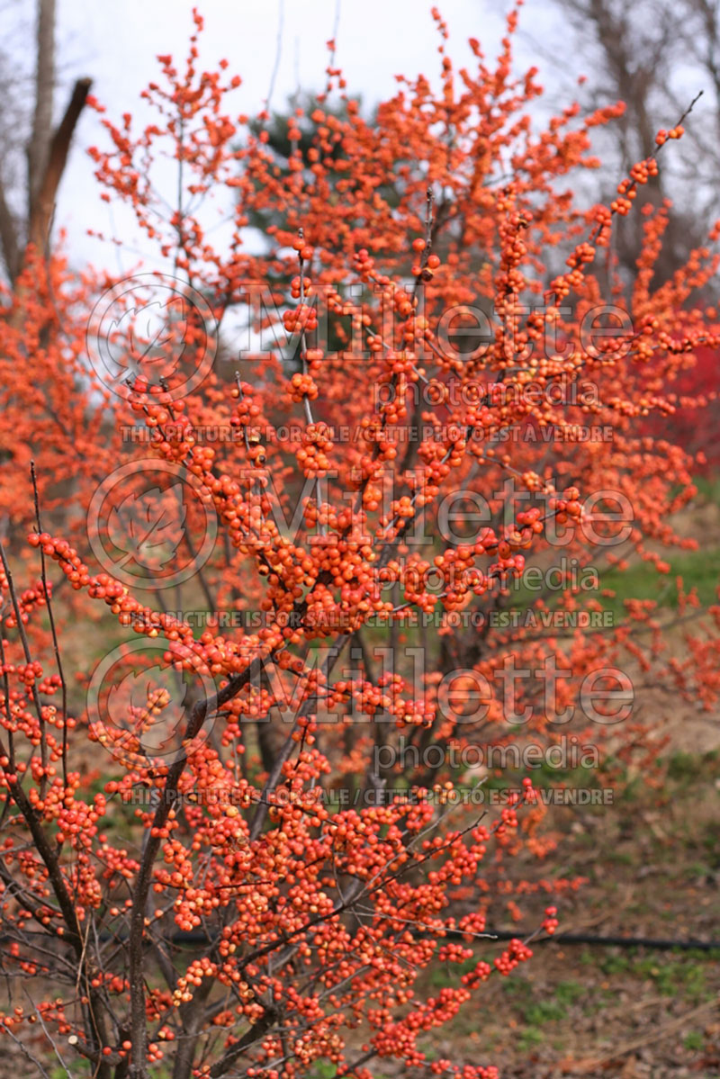 Ilex Winter Gold (Holly) 1 