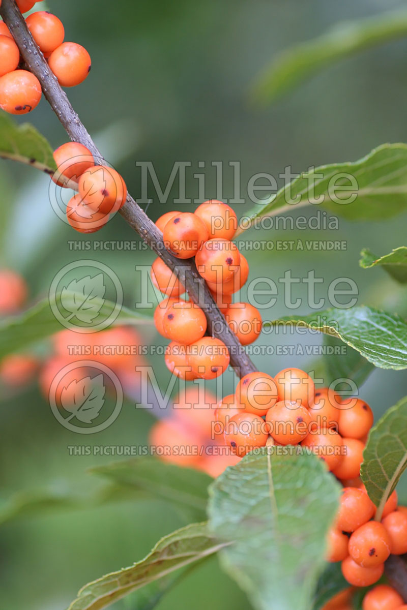 Ilex Winter Gold (Holly) 7 