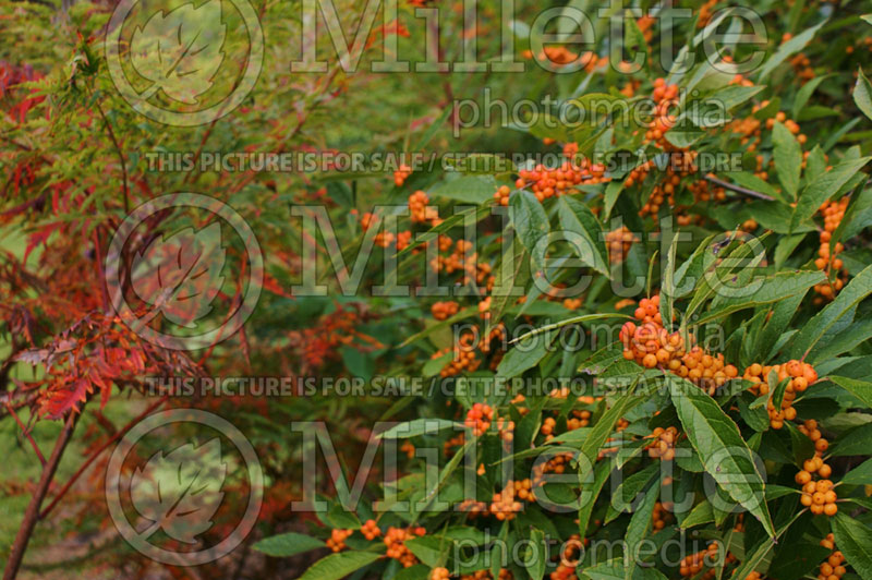 Ilex Winter Gold (Holly) 8 