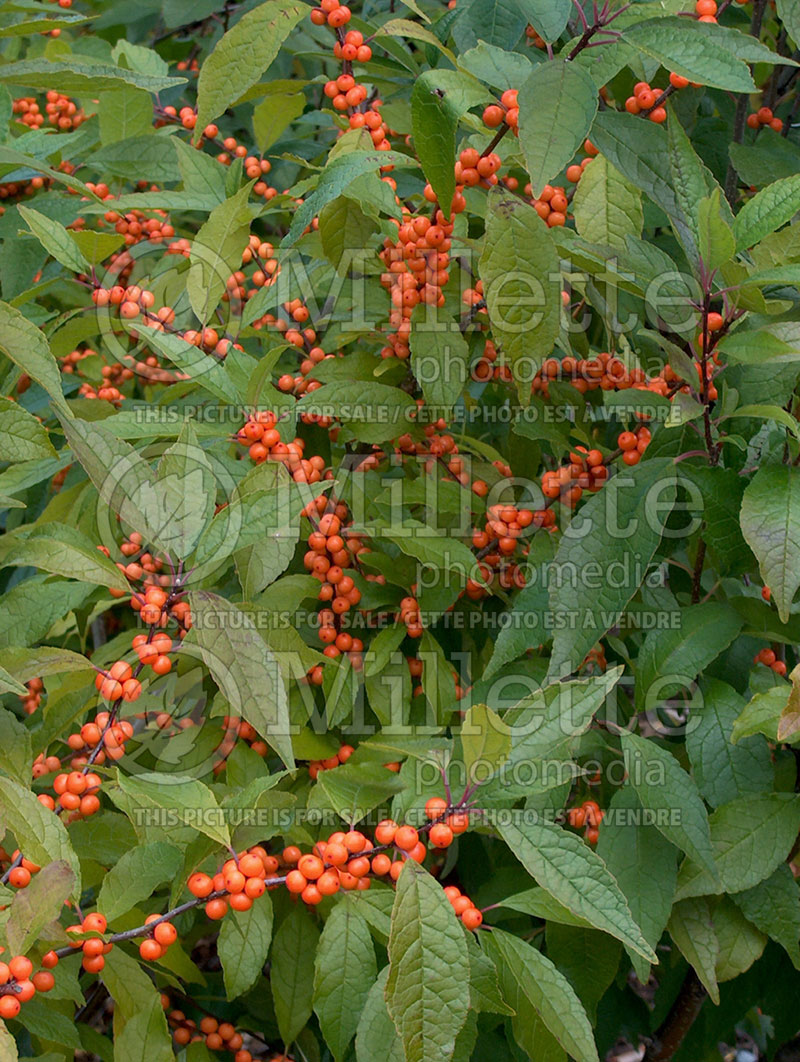 Ilex Winter Gold (Holly) 6 