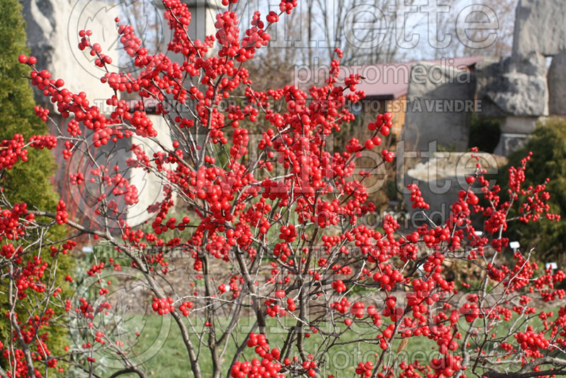 Ilex Winter Red (Holly) 7