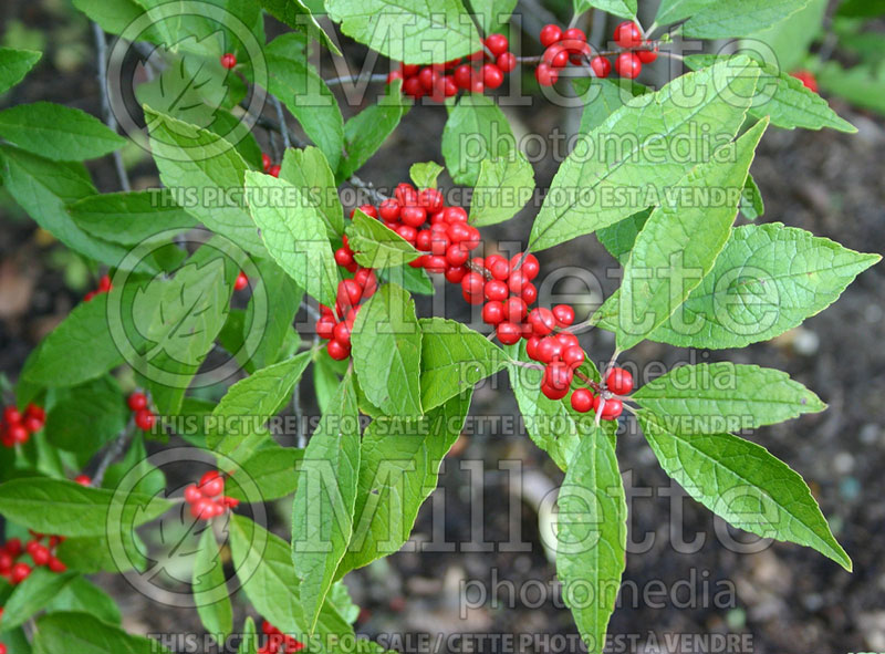 Ilex Winter Red (Holly) 8 