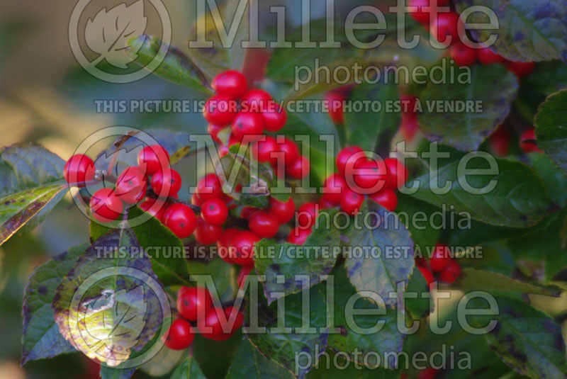 Ilex Winter Red (Holly) 3 