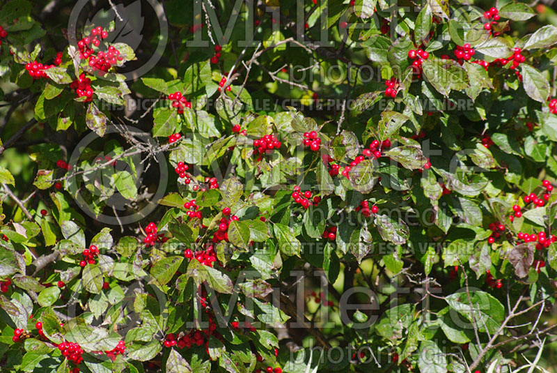 Ilex Winter Red (Holly) 6 