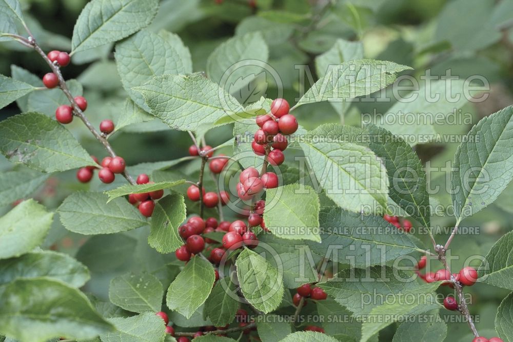 Ilex Red Sprite or Nana (Holly) 6  