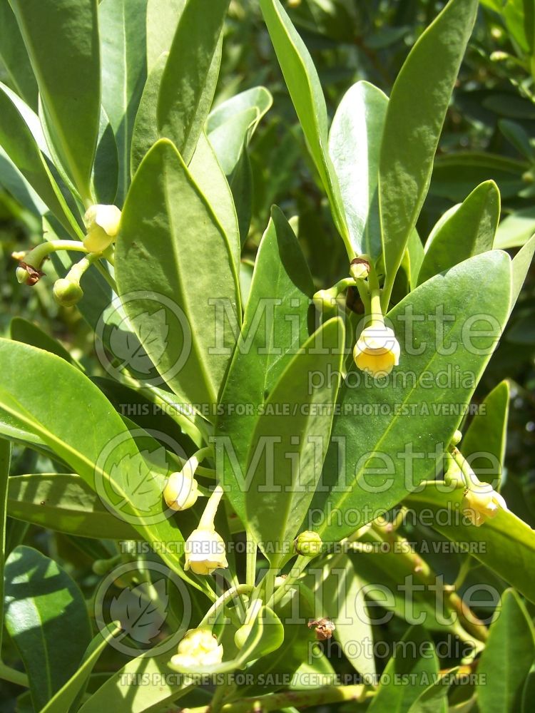 Illicium parviflorum (Anise Tree) 3 