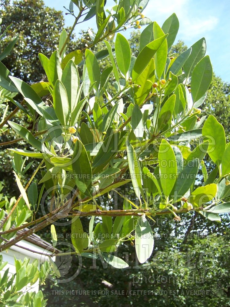 Illicium parviflorum (Anise Tree) 1 