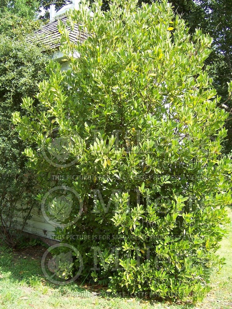 Illicium parviflorum (Anise Tree) 2 