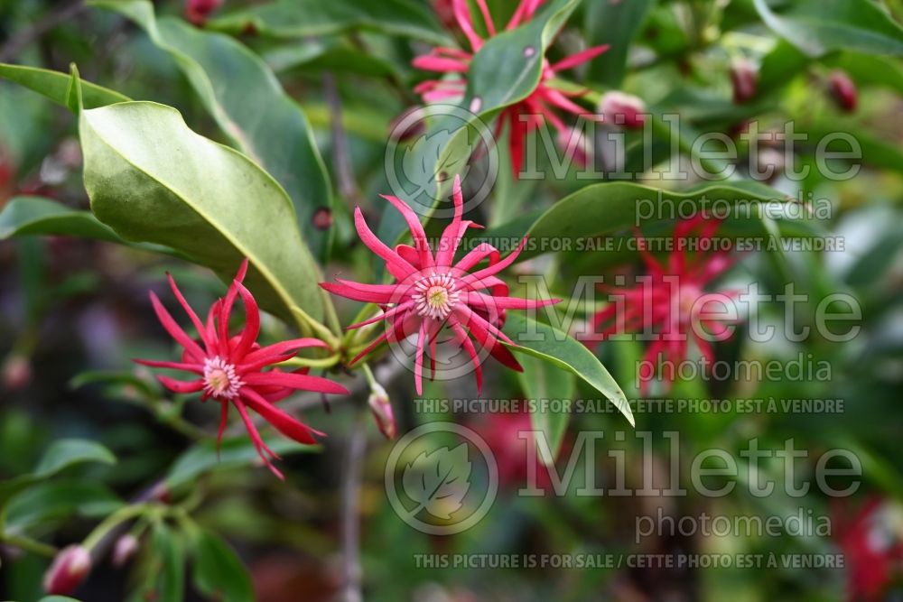 Illicium Woodland Ruby (Anise Tree) 1 