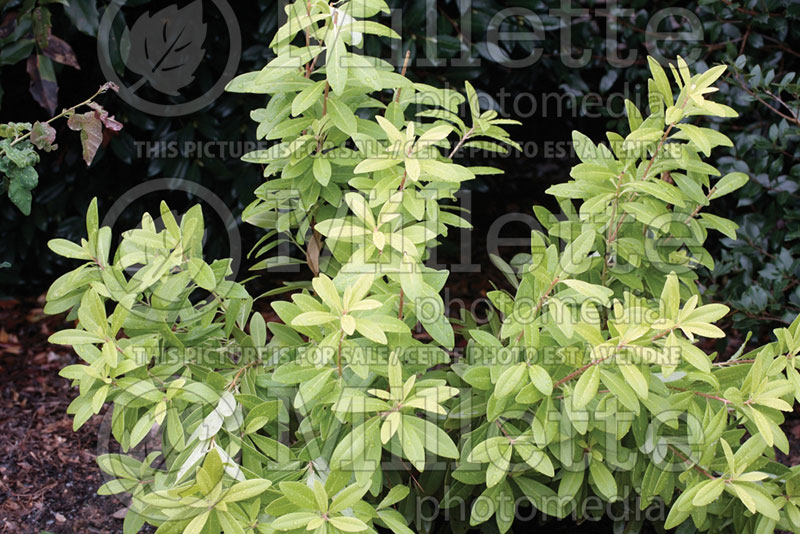 Illicium Florida Sunshine (Anise Tree) 2 