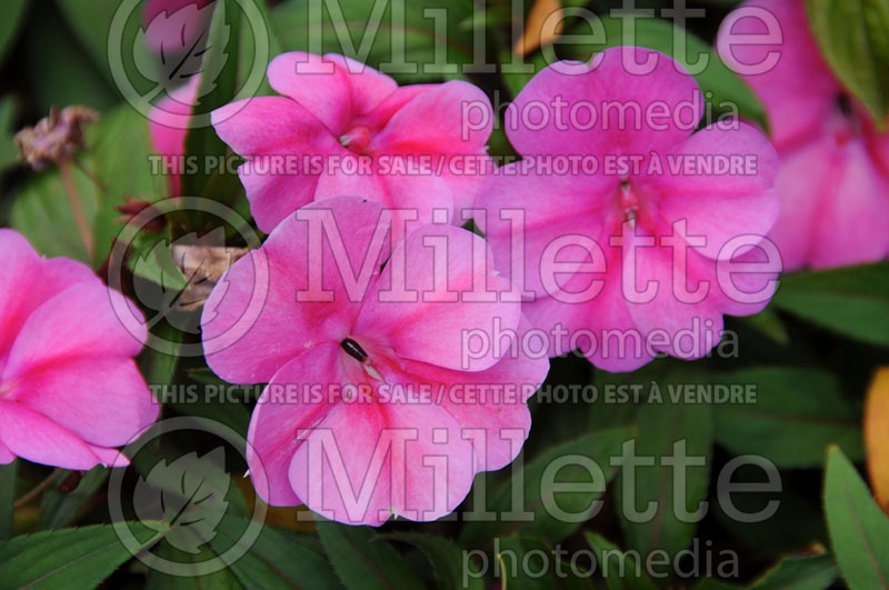 Impatiens Bounce Pink Flame or Balboufink (New Guinea Impatiens) 1  