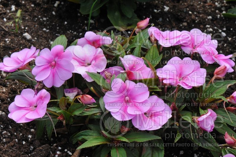 Impatiens Bounce Pink Flame or Balboufink (New Guinea Impatiens) 2  