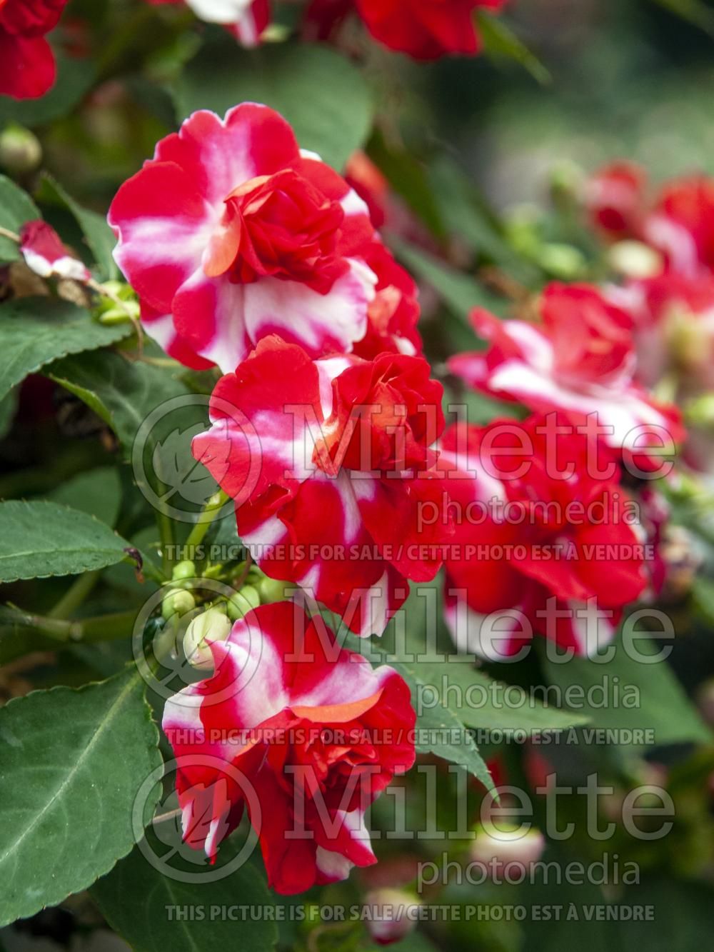 Impatiens Fiesta Sparkler Cherry (New Guinea Impatiens) 1  