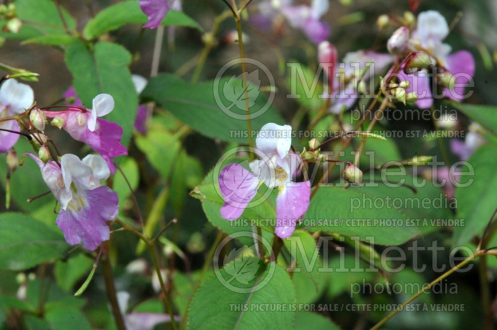 Impatiens glandulifera (Policeman's helmet) 1  