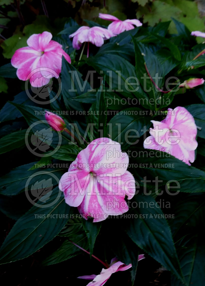 Impatiens Sonic Magic Pink (Policeman's helmet) 1  