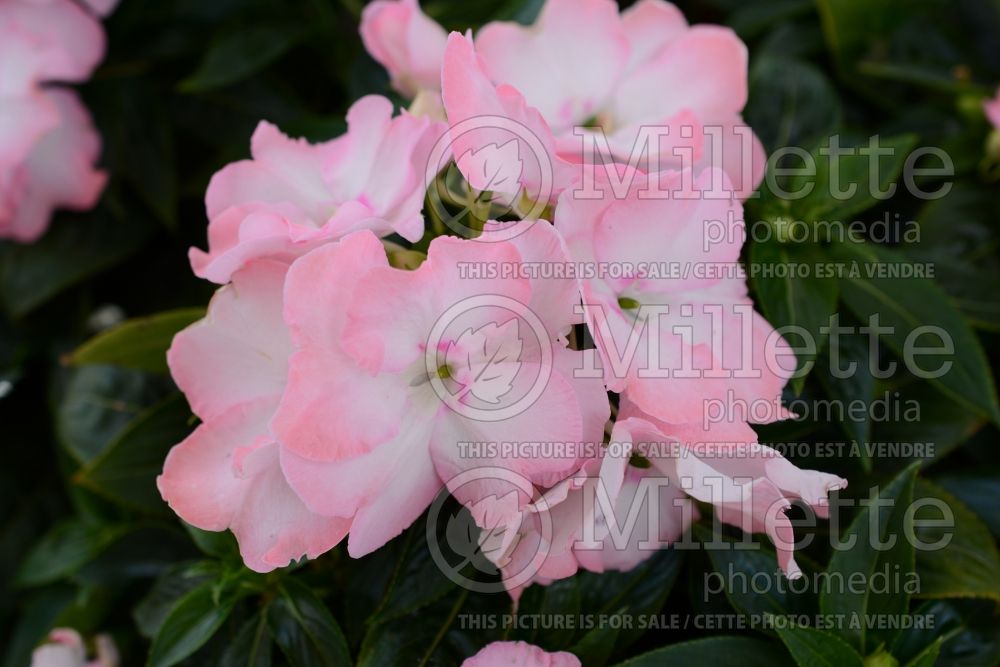 Impatiens Paradise Rococo Apricot Dream (New Guinea Impatiens) 1  