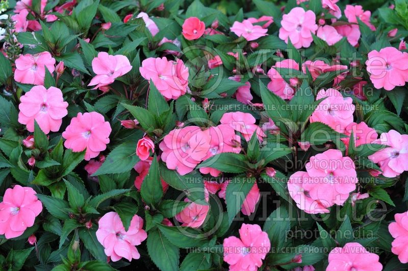 Impatiens Sunpatiens Spreading Shell Pink (New Guinea Impatiens) 1  