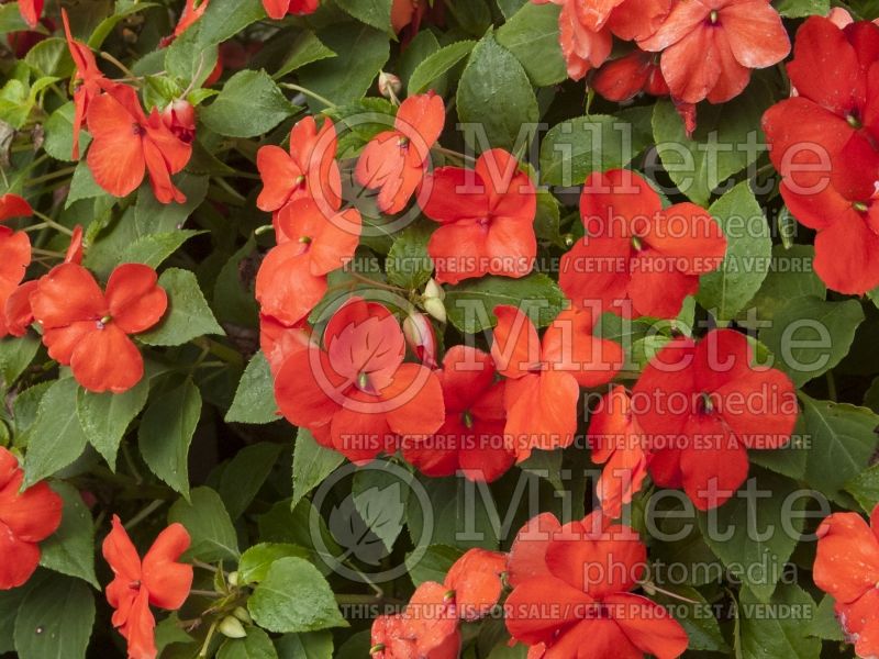 Impatiens Super Elfin Bright Orange (Impatiens) 1  