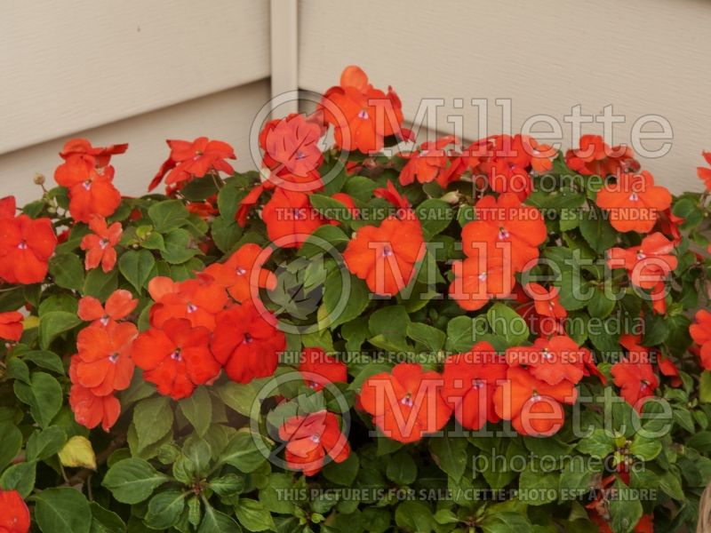 Impatiens Super Elfin Bright Orange (Impatiens) 2  