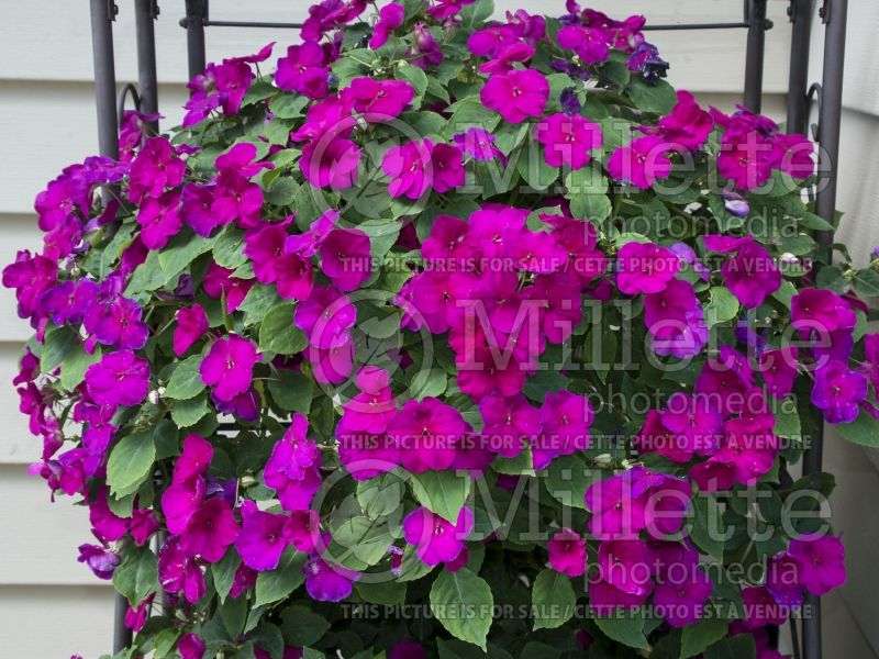 Impatiens Super Elfin XP Violet (New Guinea Impatiens) 1  