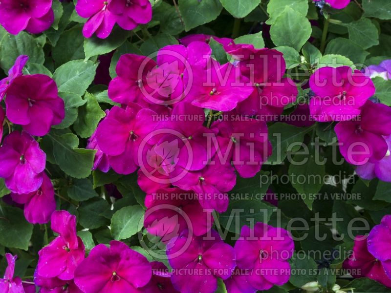 Impatiens Super Elfin XP Violet (New Guinea Impatiens) 2  