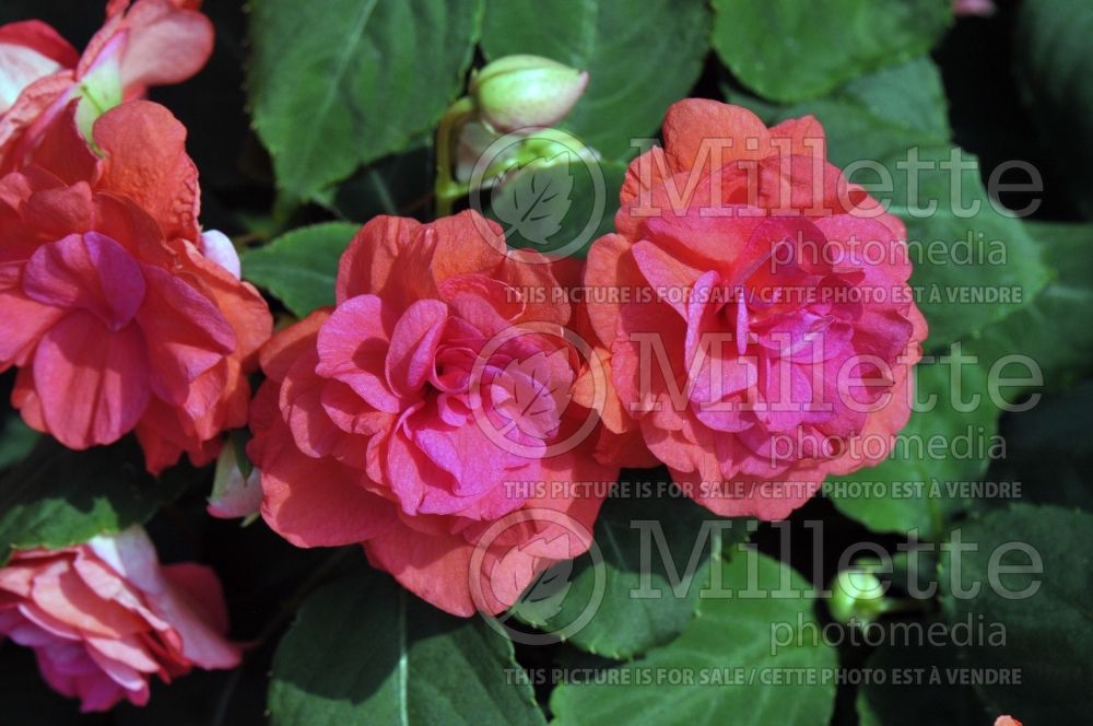 Impatiens Rockapulco Coral Reef (Double Impatiens) 1  