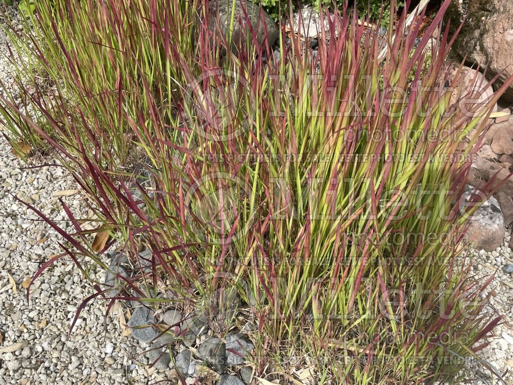 Imperata Red Baron aka Rubra (Japanese Blood Grass) 16 