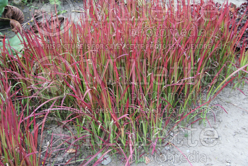 Imperata Red Baron or Rubra (Japanese Blood Grass) 9 