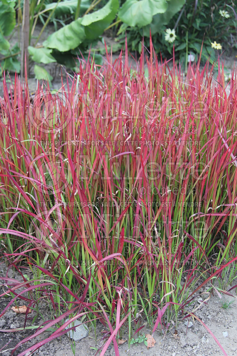 Imperata Red Baron or Rubra (Japanese Blood Grass) 10 